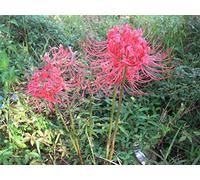 Portal Cool Lycoris Radiata - (Red) Spider Lily Higanbana -1 Bulbo