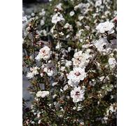Portal Cool Manuka Leonard Wilson - Jardin Evergreen Arbuste