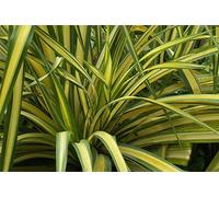 Portal Cool Phormium Tenax jaune vague Nouvelle-Zélande Lin 50_Seeds