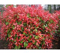 Portal Cool Photinia Little Red Robin Piante Foglie Rosse Hardy Arbusti Acquista 3 Get Free P & P