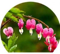 Portal Cool Rare Lamprocapnos Spectabilis Red asiatico Cuor di Maria Fiore 5 semi da giardino