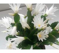 Portal Cool Rhipsalidopsis Bianco/Schlumbergera, gaertneri / 2 barbatelle