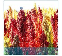 Portal Cool Semi cinesi Quinoa Semente Quinoa Grains Casa Giardino 200 pc