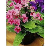 Portal Cool Semi Streptocarpus - russo ibrida Insolito Casa Flora - Cape Primrose -