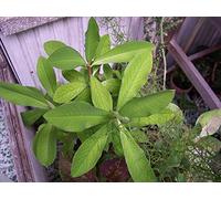 Portal Cool Taglio no Latte Bush Synadenium grantii Verde Modulo Uno Rootless