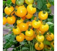 Portal Cool Tomate Ola Polka Nain Compact Bonne contre Blight Heirloom Seeds 10 polonais