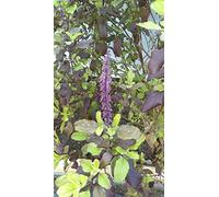 Portal Cool Tulsi, Krishna Tulsi, Ocimum sanctum, biologica, 30 semi per pacchetto, Santo Basilio