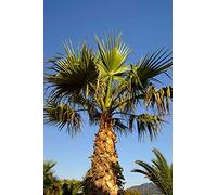 Portal Cool Washingtonia Robusta (Discussione/messicano a) - 10 Semi. Facile da coltivare