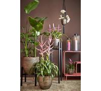 Porte-plante en métal noir H95