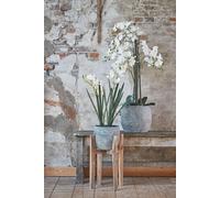 Porte-plants en bois marron clair H48