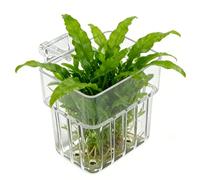 Porte- pour Aquarium - Transparent Accroché | Pot pour Aquatiques | pour Baignoire Poissons Culture À La Maison dans Les Environnements Intérieurs Décoration Maison Et Lieu