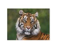 Portrait d’Un Tigre du Bengale，Puzzle 1000 Pièces Adultes,Jigsaw Puzzle DIY Jouets Enfants Cadeaux Accueil Décors Jouets Jeux Amusants Grand Cadeau Éducatif pour Enfants Impossible Puzzle（38x26cm）-K2