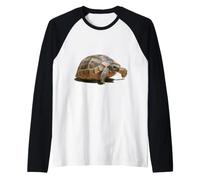 Portrait d'une Jeune Tortue Sauvage isolée Manche Raglan