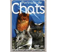 portraits de chats