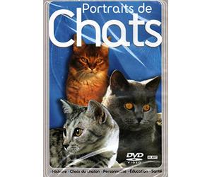 portraits de chats