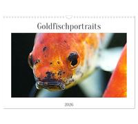 Portraits de poissons rouges (calendrier mural 2026 DIN A3 paysage) calendrier mensuel CALVENDO