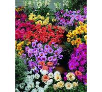 Portulaca Seeds Portulaca Mix extra 50 multi granulées Graines vivaces