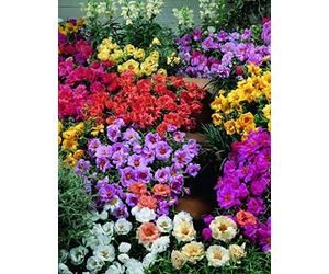 Portulaca Seeds Portulaca Mix extra 50 multi granulées Graines vivaces