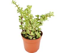 Portulacaria afra var - Jade - Jade - en pot de 8,5cm