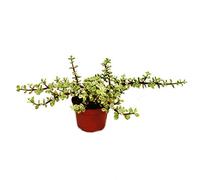 Portulacaria afra VAR - Jadebaum - in 12 cm Pot