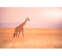 Poster 80 x 50 cm : girafe solitaire dans le parc national de la savane Serengeti au coucher du soleil - Nature sauvage de la Tanzanie - Afrique - Destination safari (131831332)