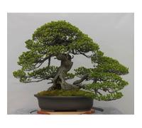 Poster Affiche Bonsai Japon Arbre Decoration Minimalisme Art 42cm x 52cm