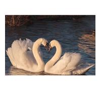Poster Affiche Cygnes Amoureux - Coeur - Parade Nuptiale - Amour Sauvage 42cm x 63cm