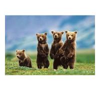 Poster affiche enroulé Bear Cubs Poster Bärenjungen 61 x 91.5cm G