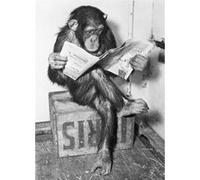Close Up Poster Chimpanzé lit Le Journal - Chimpanzee Reading Newspaper (61cm x 91,5cm)