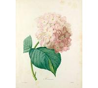 Poster Affiche Hortensia Planche Illustration Botanique Ancienne Fleurs