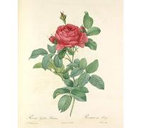 Poster Affiche Rose Planche Illustration Botanique Ancienne Fleurs