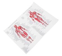 Poster Anatomique Musculaire en Toile pour Enseignants et Formateurs | Schéma de Référence, Aide Pédagogique pour Identifier les Muscles, Décoration Murale pour Centre Médical et Hôpital