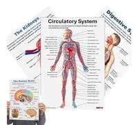 Poster anatomique pédagogique - 16x graphisme des muscles humains, visualisation anatomique pour laboratoire, clinique, université, enseignement scientifique, affiche d'éducation scientifique