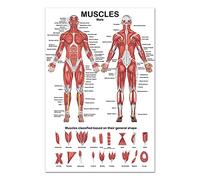 Poster anatomique transparent de qualité supérieure du système musculaire humain pour étudiants, cliniciens, infirmières, médecins, étudiant les muscles, grand format pour massothérapeute