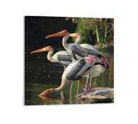 Poster animal Ibis cigogne à tête blanche décorative sur toile murale et art 30 x 30 cm