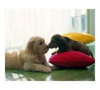 Poster Bisou entre chiots 40 x 50cm G