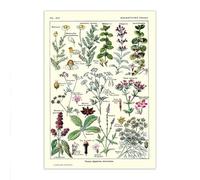 Poster botanique vintage avec plantes de 1912 - Tableau médicinal - Science des plantes digestives - 1912 - Toile botanique - Affiche amusante - Cadeau pour chambre et bureau - 20,3 x 30,5 cm