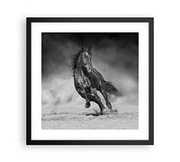 Poster Cadre Noir 40x40 cm Affiche Noir et Blanc Animaux - 5023 - P2B