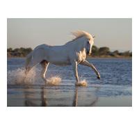 Poster cheval de Camargue, au galop dans un étang près des Saintes-Maries de la Mer