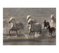 Poster chevaux de Camargue dans l’étang de Ginès, près des Saintes-Maries de la Mer