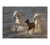 Poster chevaux de Camargue, poulain et ses parents dans l’étang de Ginès, près des Saintes-Maries de la Mer