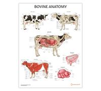 Poster d'anatomie bovine - 45 x 60 cm - Illustration d'organe de vache - Anatomie vétérinaire - Outil d'apprentissage agricole