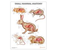 Poster d'anatomie des petits mammifères, 45 x 60 cm, guide du propriétaire de l'animal, illustrations d'animaux colorées, anatomie de lapin, souris et rat, graphique de cochon d'Inde