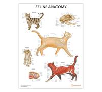 Poster d'anatomie féline 45 x 60 cm, anatomie du chat, clinique vétérinaire, système squelettique et musculaire, illustrations vétérinaires