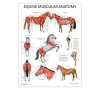 Poster d'anatomie musculaire équine 45 x 60 cm Illustration du système musculaire du cheval Diagramme vétérinaire Grand animal Musculature