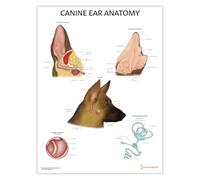 Poster de l'anatomie de l'oreille canine, 24 x 60 cm, diagramme anatomique de l'oreille de chien, graphique otite externe, structure de l'oreille canine (anatomie de l'oreille)