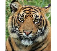 Poster Décoration Murale - FABULOUS BIJOUX - Gros Plan Tête de Tigre - 31cm x 35cm - Intérieur - Contemporain