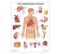 Poster du système endocrinien, 45 x 60 cm, affiche médicale pour salle de classe, endocrinologie, tableau de biologie clinique, anatomie thyroïdienne