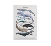 Poster éducatif baleine espèces d'animaux marins, tableau des baleines d'art éducatif, affiche de connaissances éducatives sur toile, décoration murale, peinture pour