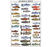 Poster éducatif Salmon and Trout - truite et saumon - Impression éducative + 2 baguettes en bois - 61 cm